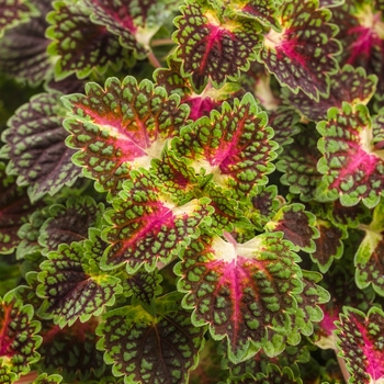 Solenostemon s. 'ColorBlaze Strawberry Drop' - Coleus