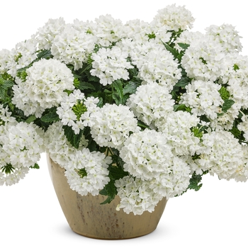 Verbena hybrid 'Superbena Whiteout' - Verbena