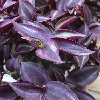 Tradescantia zebrinus 'Purple' - Wandering Jew