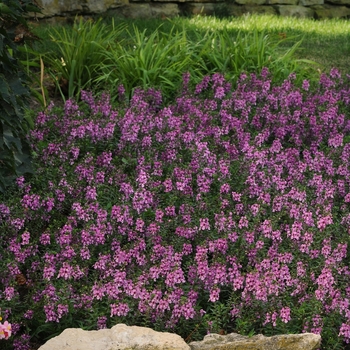Angelonia angustifolia - Serenita® Lavender Pink Snapdragon
