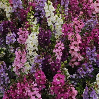 Angelonia angustifolia 'Mix' - Serenita® Angelonia