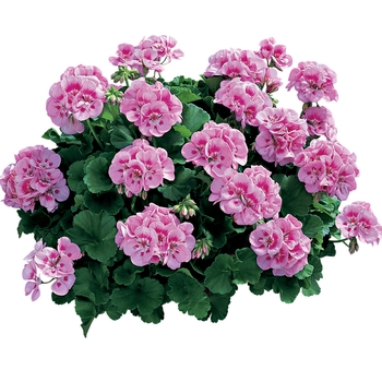Pelargonium x hortorum 'Americana Lt Pink Splash' - Zonal Geranium