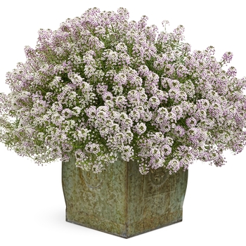 Lobularia maritima 'Blushing Princess' - Sweet Alyssum