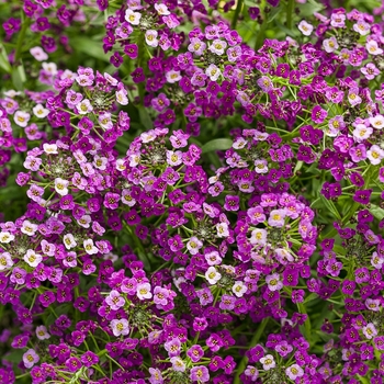 Lobularia 'Dark Knight' - Sweet Alyssum