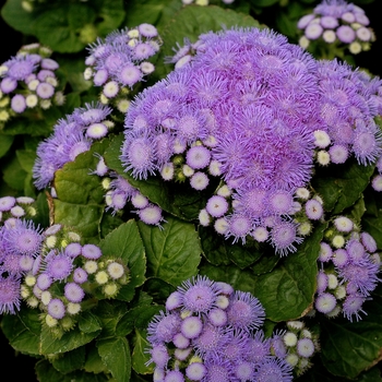 Ageratum houstonianum - 'Aloha Blue' Blue Mist Flower