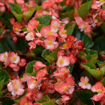 Begonia x hybrida - BabyWing® Bicolor Begonia