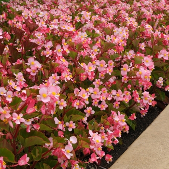 Begonia x hybrida 'BabyWing Pink' - BabyWing® Begonia