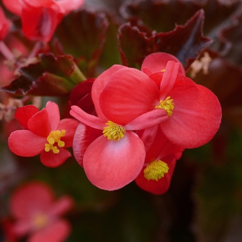 Begonia x hybrida - BabyWing® Red Begonia