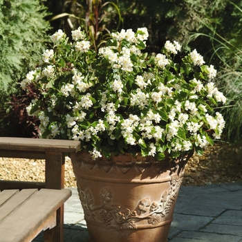 Begonia x hybrida 'BabyWing White' - BabyWing® Begonia