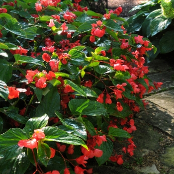 Begonia hybrid 'Dragon Wing Red' - Dragon wing begonia