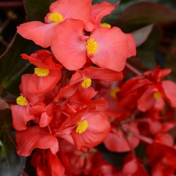 Begonia interspecific - Megawatt Red Green Leaf Begonia