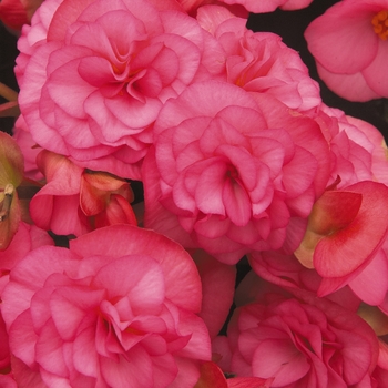 Begonia x hiemalis 'Solenia® Light Pink' - Solenia® Rieger Begonia