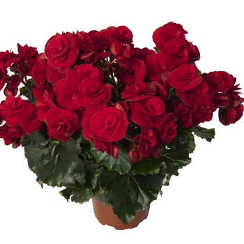 Begonia x hiemalis 'Solenia® Velvet Red' - Solenia® Rieger Begonia