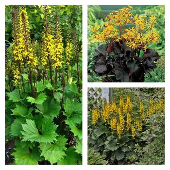 Ligularia Multiple Varieties - Ligularia