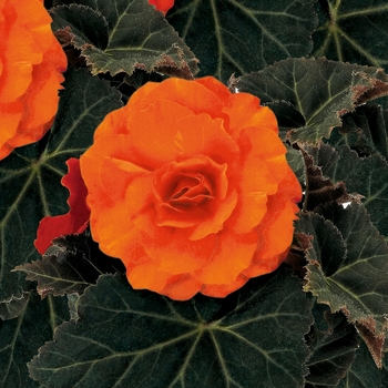 Begonia x tuberhybrida - Nonstop® Mocca Deep Orange