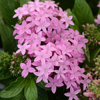 Pentas lanceolata - Lucky Star™ Lavender Egyptian Starcluster, Pentas, Starflower