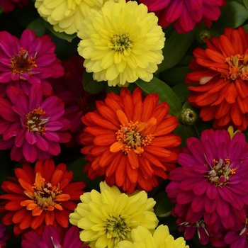 Zinnia marylandica - Double Zahara™ Brilliant Mixture Zinnia