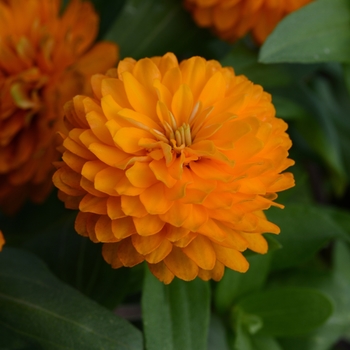 Zinnia 'Double Zahara™ Bright Orange' - Zinnia Zahara™ Double 