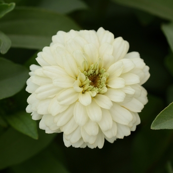 Zinnia marylandica 'Double Zahara White' - Double Zahara™ Zinnia