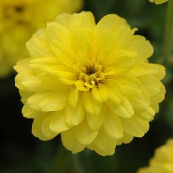 Zinnia marylandica - Double Zahara™ Yellow Zinnia