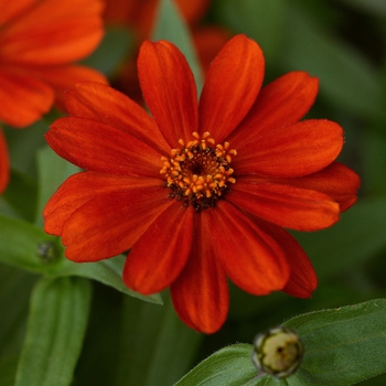 Zinnia marylandica - Zahara® Red Zinnia