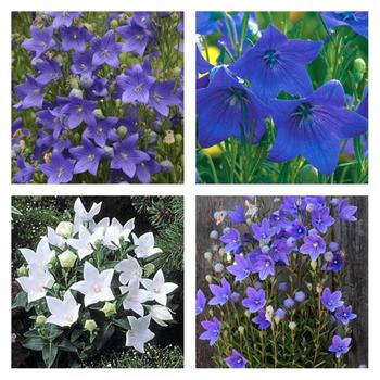 Platycodon grandiflorus - Balloon Flower