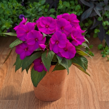 Impatiens x hybrida - SunPatiens® Purple Impatiens