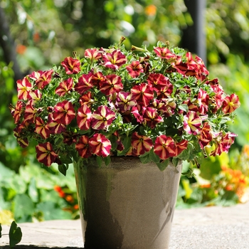 Petunia x hybrida 'Cha-Ching Cherry' - Petunia