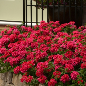 Verbena peruviana - EnduraScape™ Hot Pink