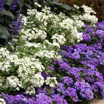 Verbena peruviana - EnduraScape™ White