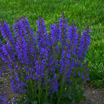 Salvia pratensis - Fashionista™ Midnight Model Sage