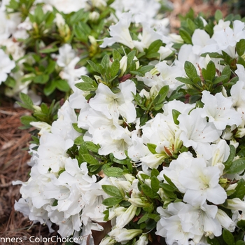 Rhododendron hybrid - Bloom-A-Thon® White