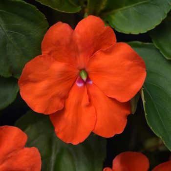 Impatiens walleriana 'Beacon Orange' - Impatiens Beacon™