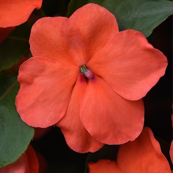 Impatiens walleriana 'Beacon Salmon' - Impatiens Beacon™