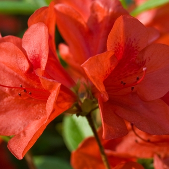 Azalea - Encore® Autumn Bravo™