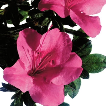 Azalea - Encore® Autumn Carnival™