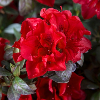 Rhododendron 'Autumn Fire™' - Encore® Azalea