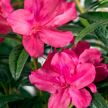 Rhododendron hybrid - Encore® Autumn Jewel®