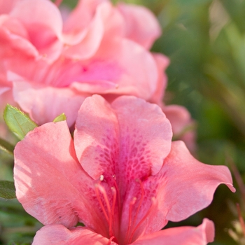 Azalea - Encore® Autumn Coral™