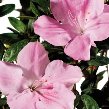 Autumn Sweetheart™ - Encore® Azalea