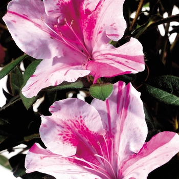 Autumn Twist™ - Encore® Azalea