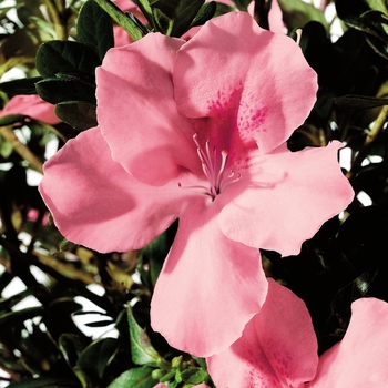 Rhododendron hybrid - Encore® Autumn Debutante®