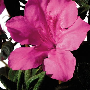 Rhododendron hybrid - Encore® Autumn Sangria®