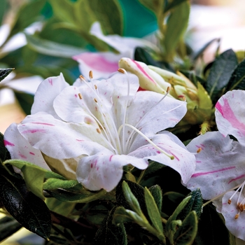 Autumn Starlite™ - Encore® Azalea