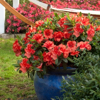 Rhododendron hybrid - Encore® Autumn Embers™ 