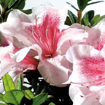 Azalea - Encore® Autumn Chiffon™