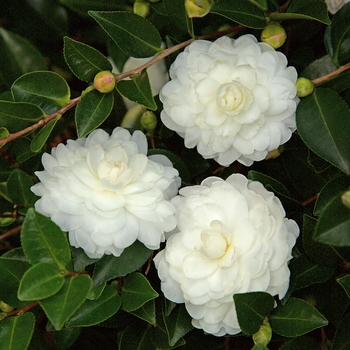 Camellia sasanqua - October Magic® White Shi-Shi™ Camellia