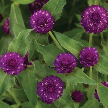 Gomphrena hybrid - Lil' Forest™ Plum