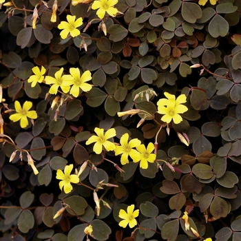 Oxalis vulcanicola - Zinfandel™