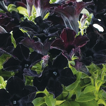 Petunia hybrid - Crazytunia® Black Mamba